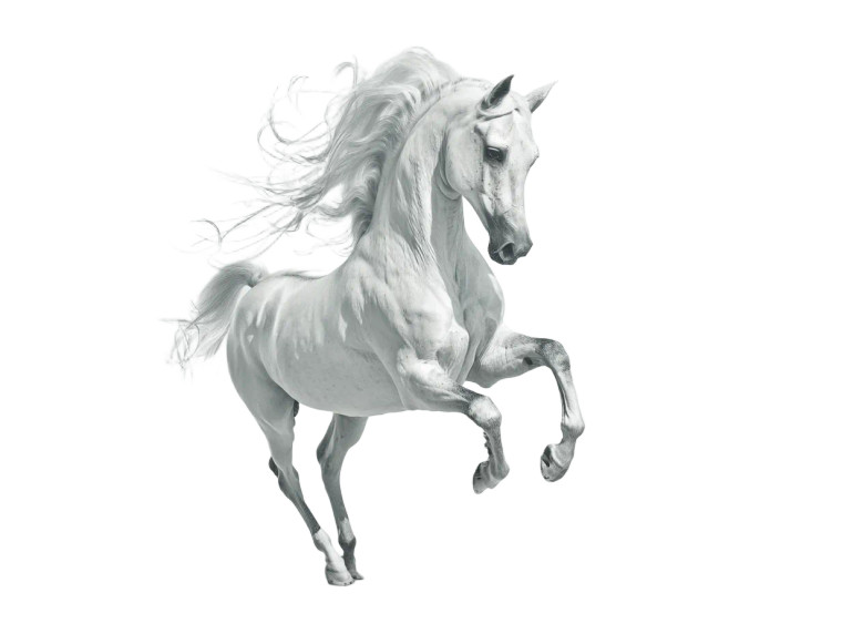 Arabian Horse Leap Vinyl Car Decal Sticker – Waterproof & UV-Resistant 8"