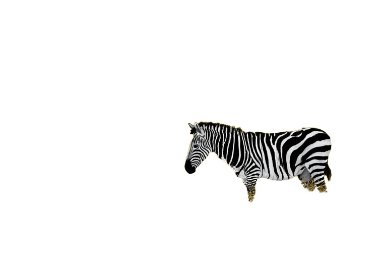 Zebra Sunset Vinyl Car Decal Sticker – Waterproof & UV-Resistant 8"