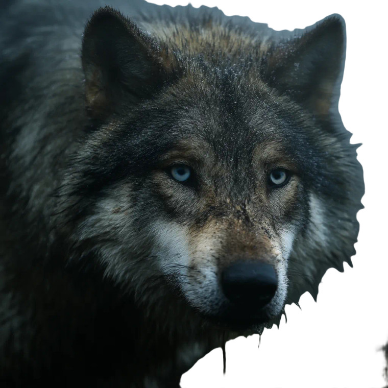 Mystical Wolf Emergence Vinyl Car Decal Sticker – Waterproof & UV-Resistant 8"