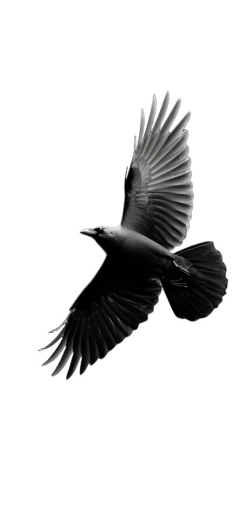 Silhouette Raven Flying Vinyl Car Decal Sticker – Waterproof & UV-Resistant 8"