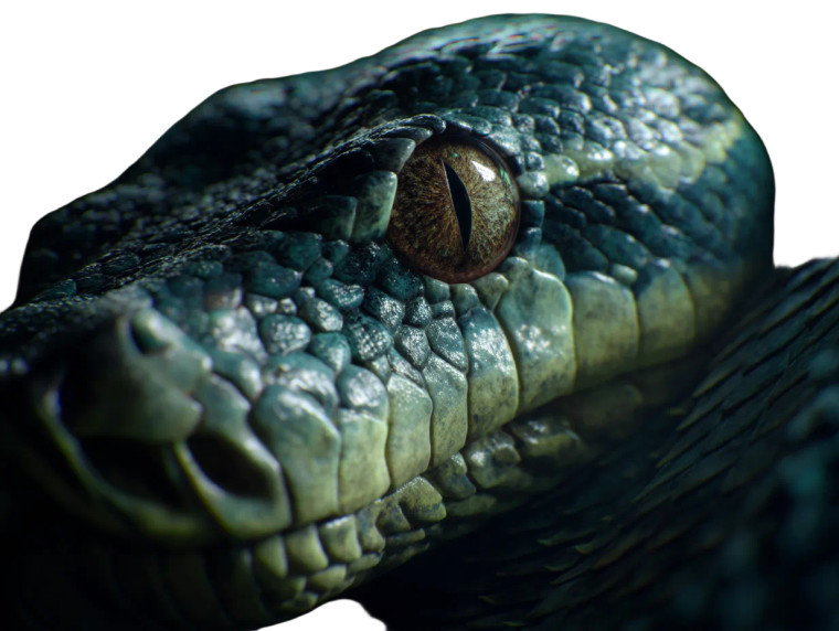 Forest Snake Close-Up Vinyl Car Decal Sticker – Waterproof & UV-Resistant 8"