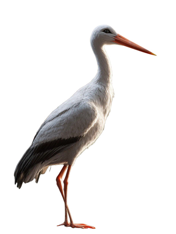 Cool Stork Vinyl Car Decal Sticker – Waterproof & UV-Resistant 8"
