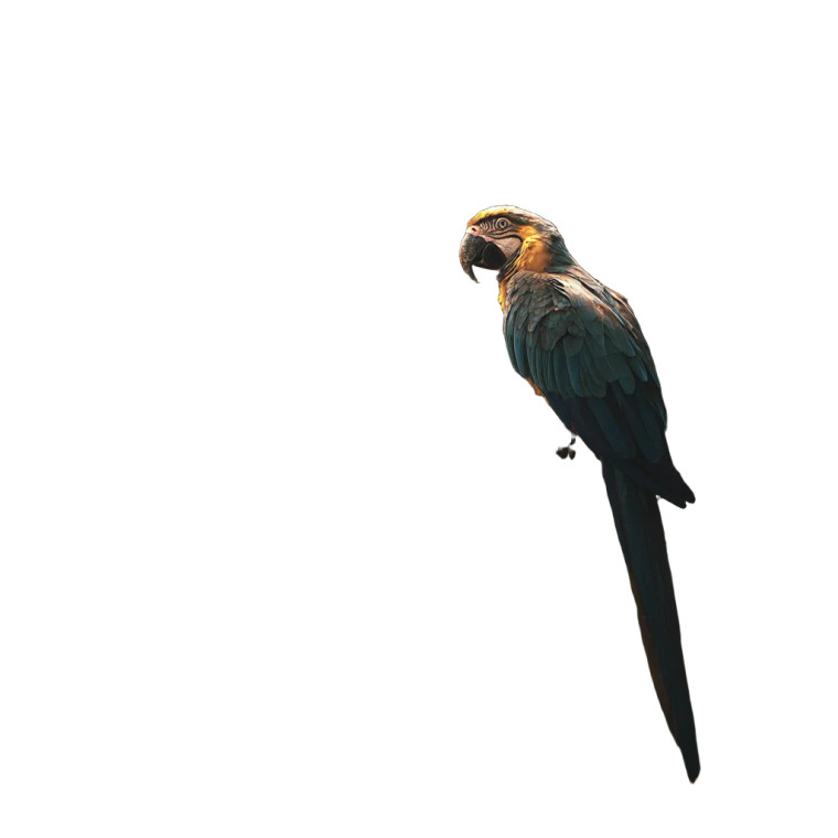 Sunlit Parrot Vinyl Car Decal Sticker – Waterproof & UV-Resistant 8"