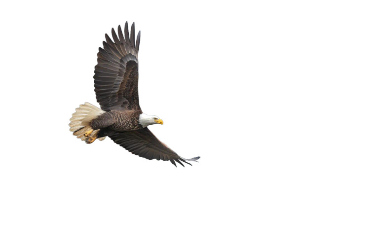 Soaring Eagle V3 Vinyl Car Decal Sticker – Waterproof & UV-Resistant 8"