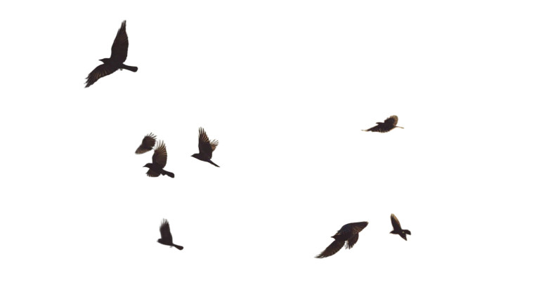 Murder Of Crows Vinyl Car Decal Sticker – Waterproof & UV-Resistant 8"