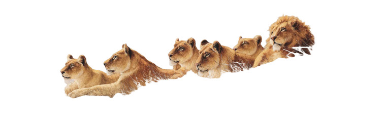 Asiatic Lions Painting Vinyl Car Decal Sticker – Waterproof & UV-Resistant 8"
