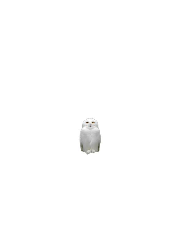 White Owl Vinyl Car Decal Sticker – Waterproof & UV-Resistant 8"