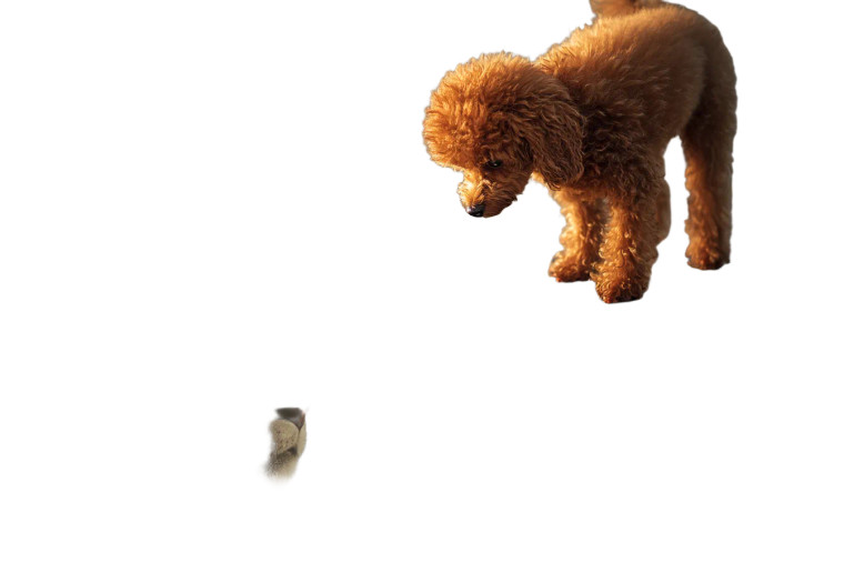 Poodle'S Majestic Reflection Vinyl Car Decal Sticker – Waterproof & UV-Resistant 8"