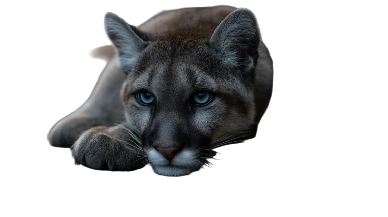 Sad Baby Cougar Vinyl Car Decal Sticker – Waterproof & UV-Resistant 8"