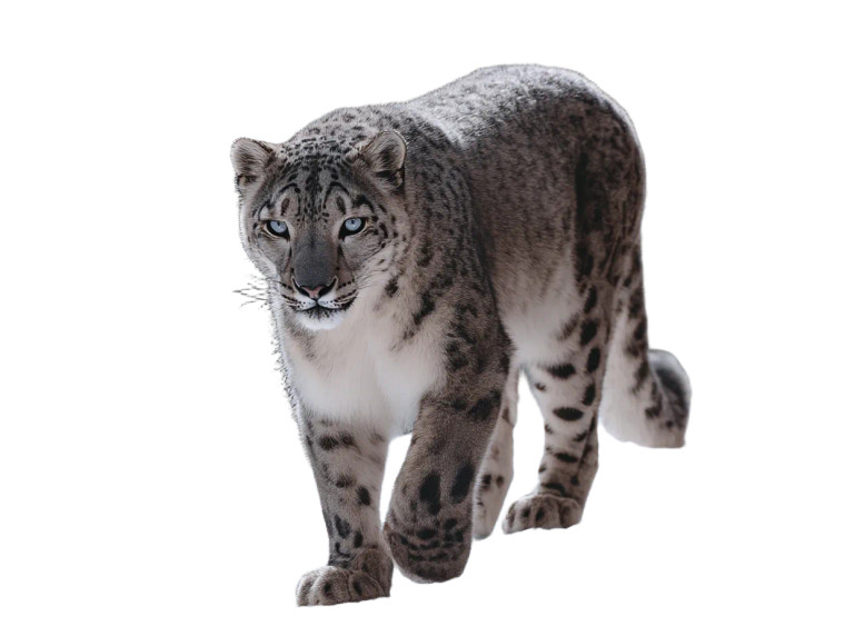 Stalking Snow Leopard Vinyl Car Decal Sticker – Waterproof & UV-Resistant 8" Stalking Snow Leopard Vinyl Car Decal Sticker – Waterproof & UV-Resistant 8"