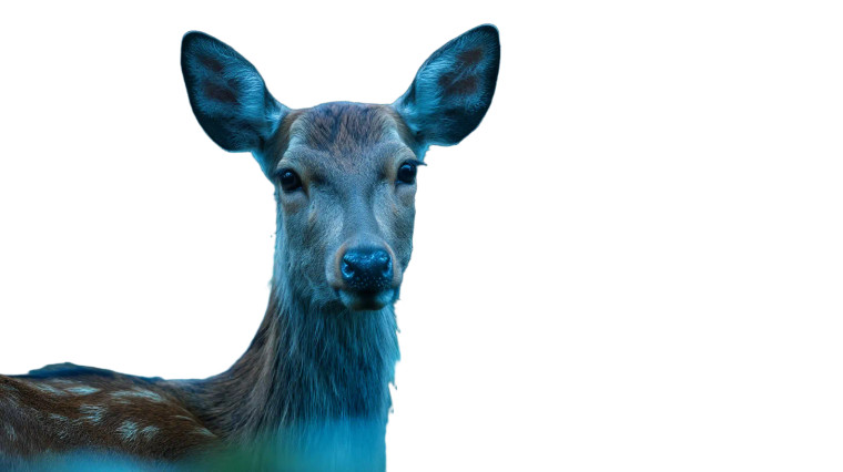 Sika Deer Forest Vinyl Car Decal Sticker – Waterproof & UV-Resistant 8"