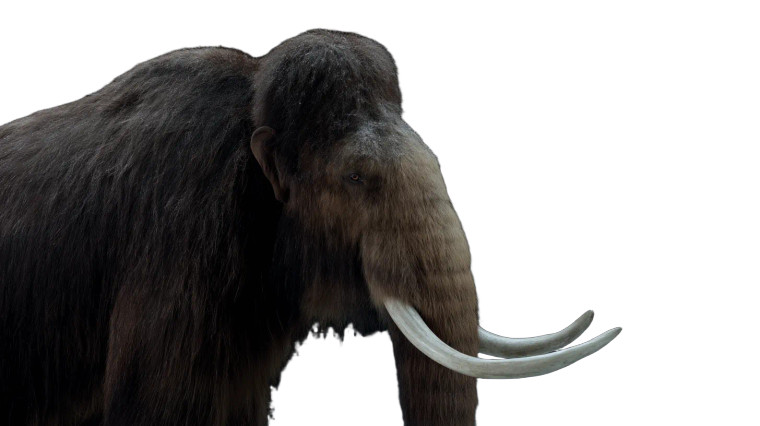 Woolly Mammoth Portrait Vinyl Car Decal Sticker – Waterproof & UV-Resistant 8"