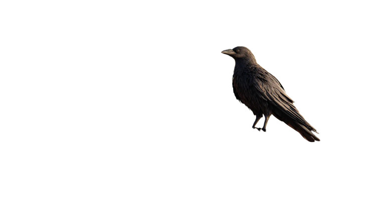Crow On Eaves Vinyl Car Decal Sticker – Waterproof & UV-Resistant 8"