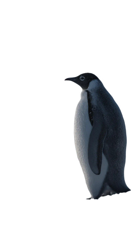 Realistic Penguin Scene Vinyl Car Decal Sticker – Waterproof & UV-Resistant 8"