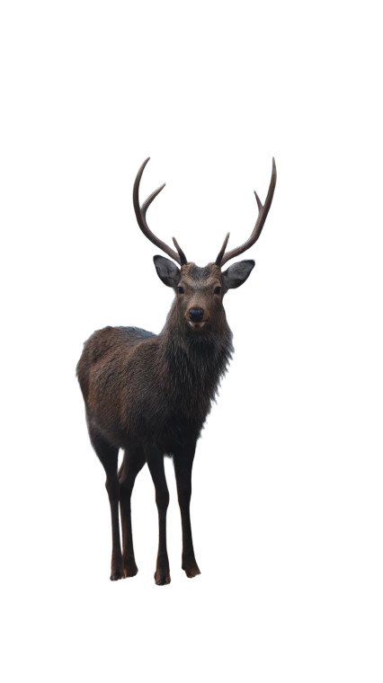 Majestic Ezo Sika Deer Vinyl Car Decal Sticker – Waterproof & UV-Resistant 8"