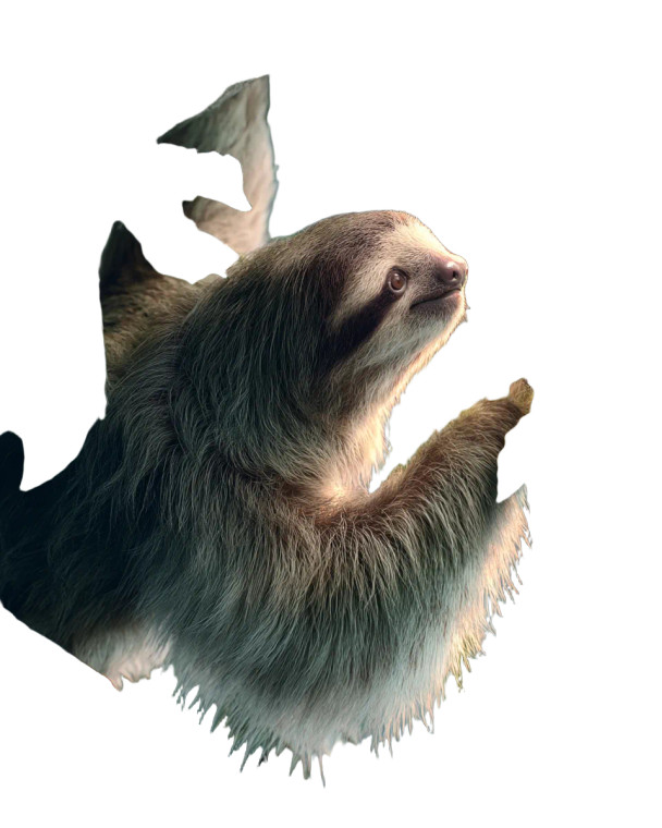 Three-Toed Sloth Vinyl Car Decal Sticker – Waterproof & UV-Resistant 8"