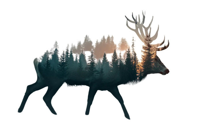 Majestic Deer Silhouette Vinyl Car Decal Sticker – Waterproof & UV-Resistant 8"