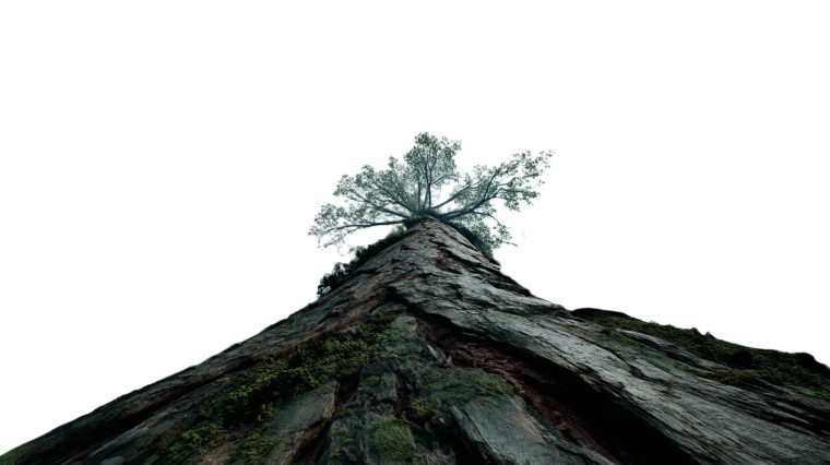 Sky-Reaching Tree Vinyl Car Decal Sticker – Waterproof & UV-Resistant 8" Sky-Reaching Tree Vinyl Car Decal Sticker – Waterproof & UV-Resistant 8"