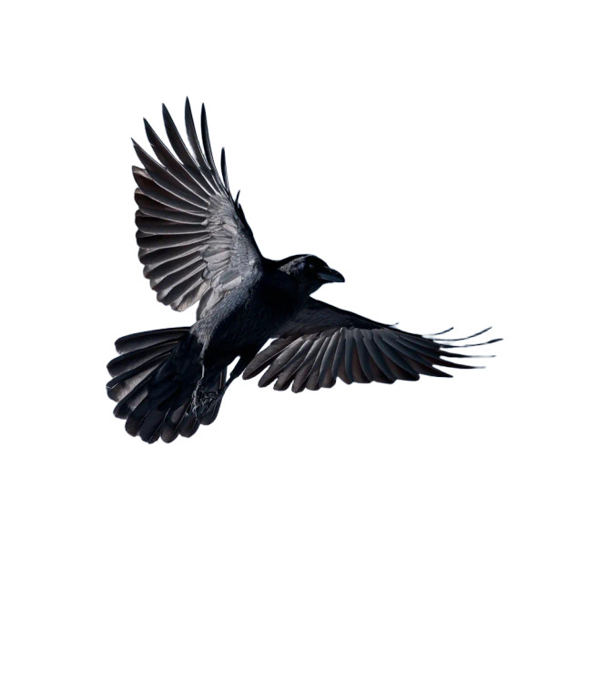 Black Crow Flying Vinyl Car Decal Sticker – Waterproof & UV-Resistant 8"