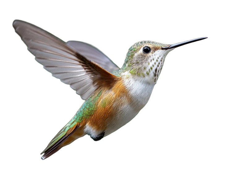 Hummingbird In Forest Vinyl Car Decal Sticker – Waterproof & UV-Resistant 8"