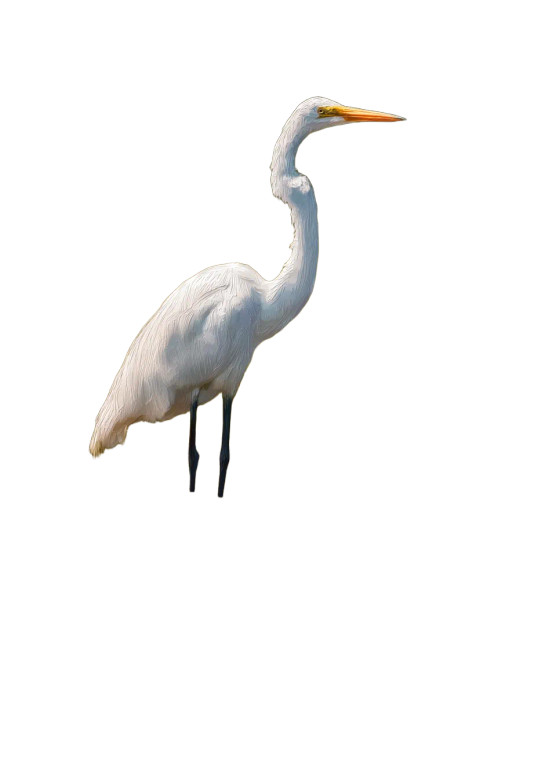 Egret In Water Vinyl Car Decal Sticker – Waterproof & UV-Resistant 8"
