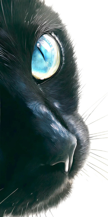Beautiful Black Cat Vinyl Car Decal Sticker – Waterproof & UV-Resistant 8"