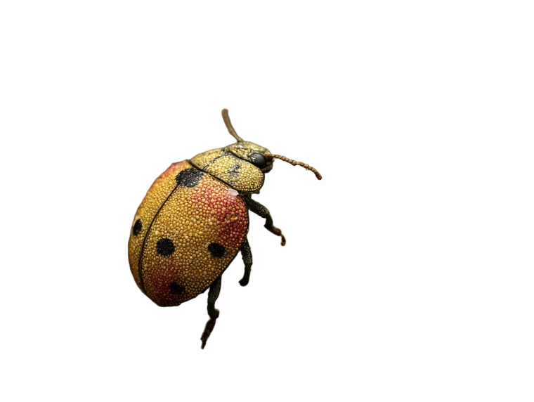 Lady Bug Macro Vinyl Car Decal Sticker – Waterproof & UV-Resistant 8"