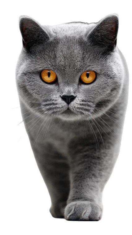British Shorthair Cat V2 Vinyl Car Decal Sticker – Waterproof & UV-Resistant 8"