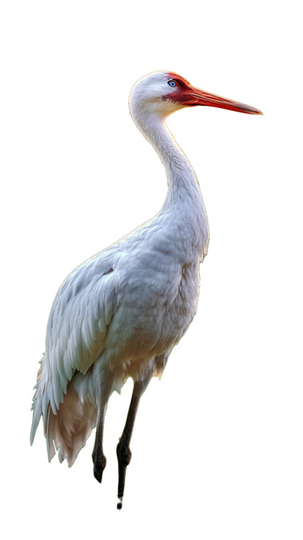 Siberian Crane Portrait Vinyl Car Decal Sticker – Waterproof & UV-Resistant 8"