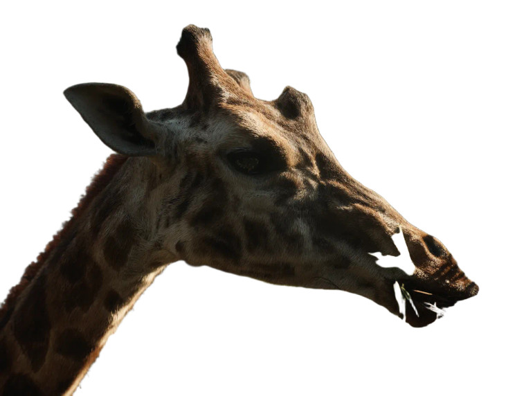 Giraffe Eating Leaves Vinyl Car Decal Sticker – Waterproof & UV-Resistant 8"