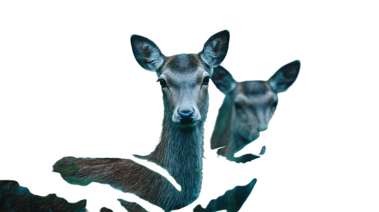 Sika Deer Forest V2 Vinyl Car Decal Sticker – Waterproof & UV-Resistant 8"