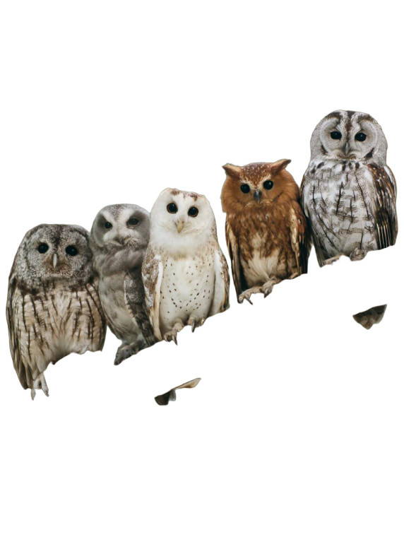 Owls On Branch Vinyl Car Decal Sticker – Waterproof & UV-Resistant 8"