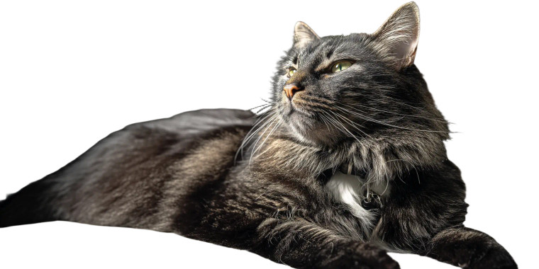 Majestic Black Tabby Vinyl Car Decal Sticker – Waterproof & UV-Resistant 8"