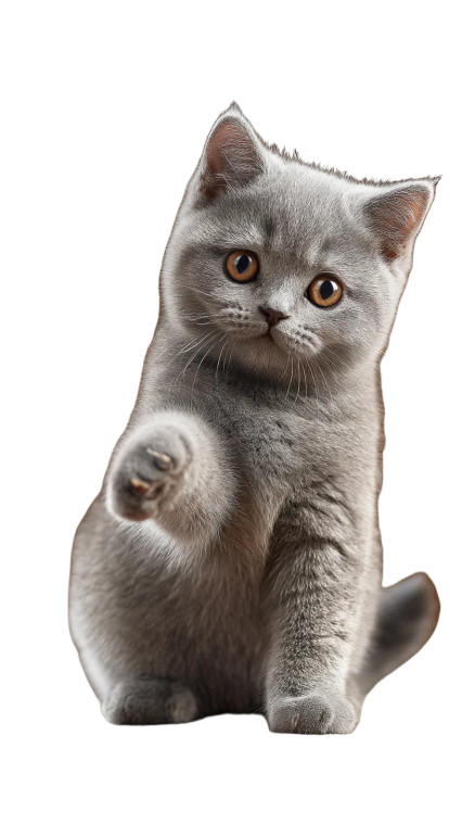 Cute Scottish Fold Vinyl Car Decal Sticker – Waterproof & UV-Resistant 8"