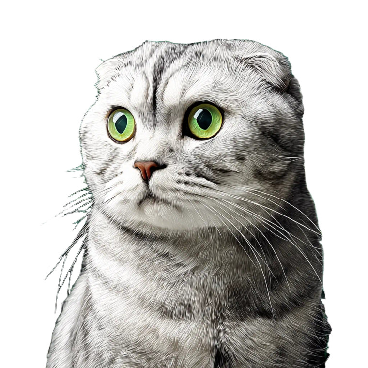 Scottish Fold Portrait Vinyl Car Decal Sticker – Waterproof & UV-Resistant 8"