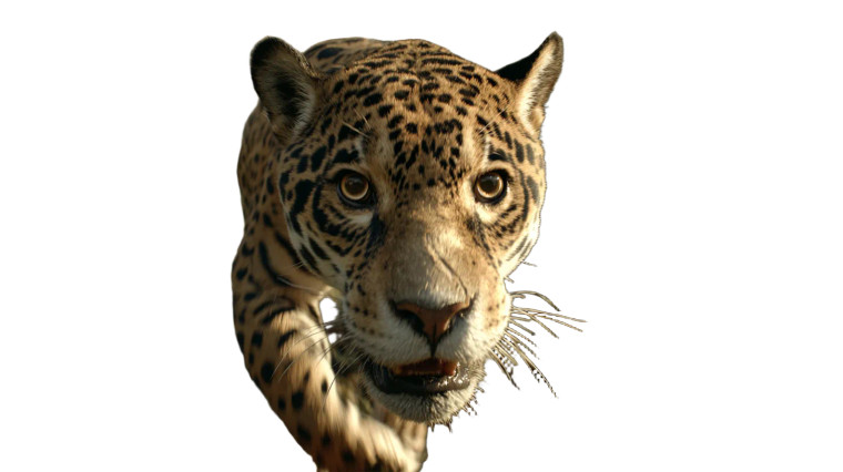 Jaguar In Jungle Vinyl Car Decal Sticker – Waterproof & UV-Resistant 8"