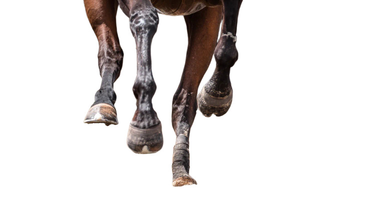 Stomping Horse Hooves Vinyl Car Decal Sticker – Waterproof & UV-Resistant 8"