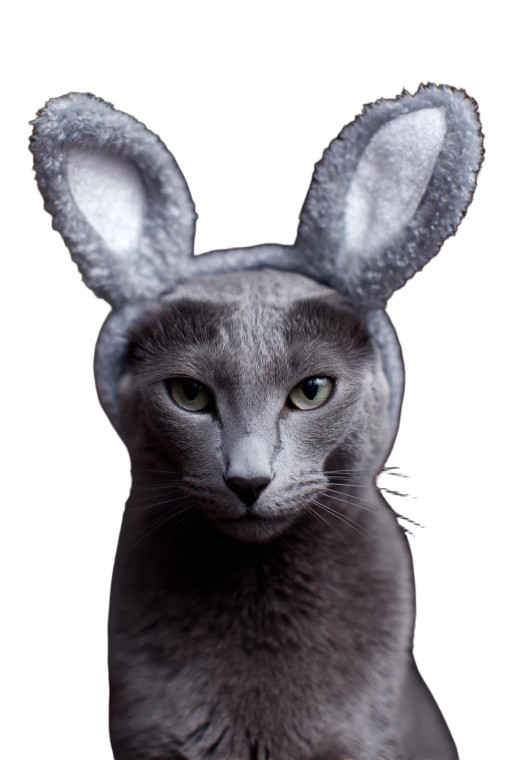 Russian Blue Cat V4 Vinyl Car Decal Sticker – Waterproof & UV-Resistant 8"
