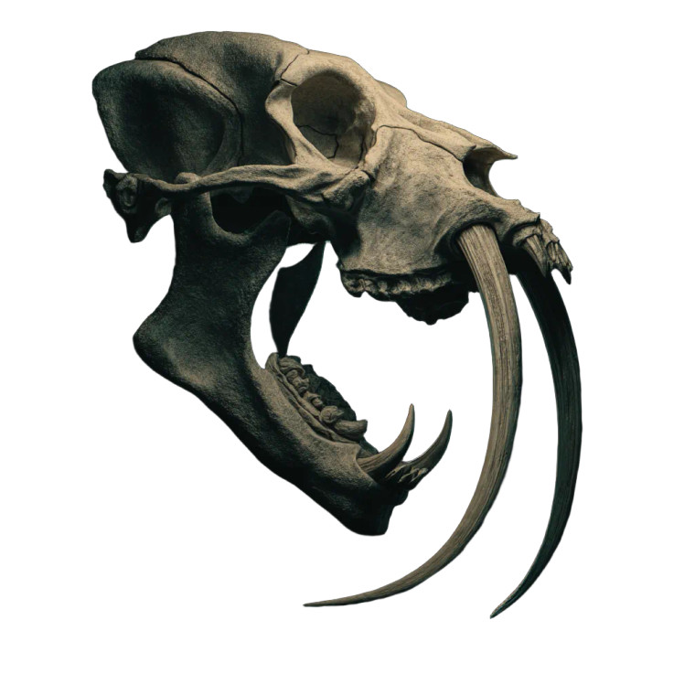 Monstrous Beast Skull Vinyl Car Decal Sticker – Waterproof & UV-Resistant 8"