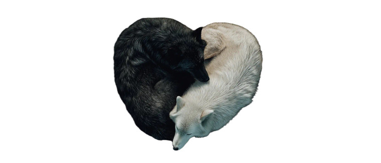 Sleeping Wolf Heart Vinyl Car Decal Sticker – Waterproof & UV-Resistant 8"