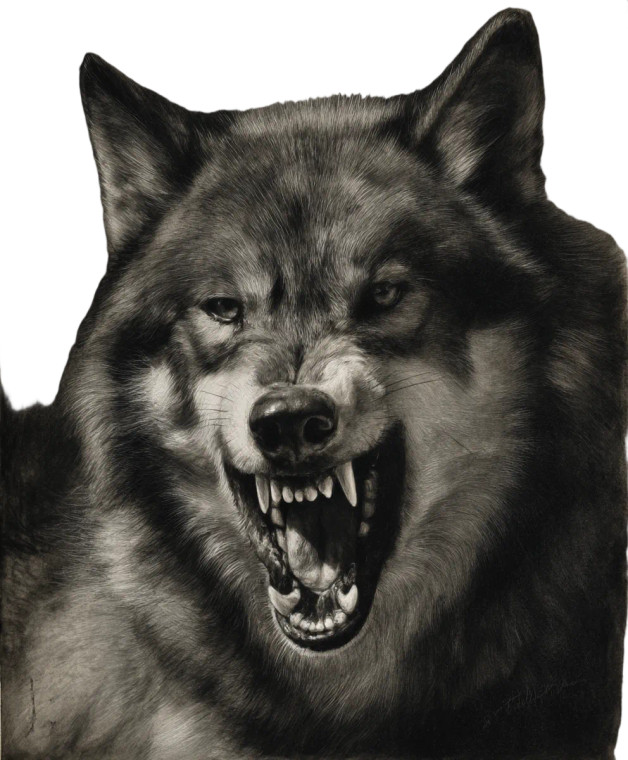 Realistic Wolf Bite Vinyl Car Decal Sticker – Waterproof & UV-Resistant 8"