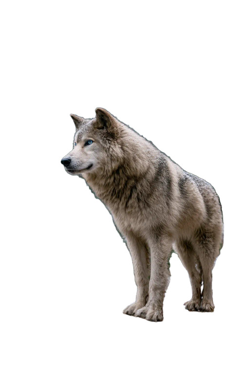 Majestic White Dire Wolves V2 Vinyl Car Decal Sticker – Waterproof & UV-Resistant 8"