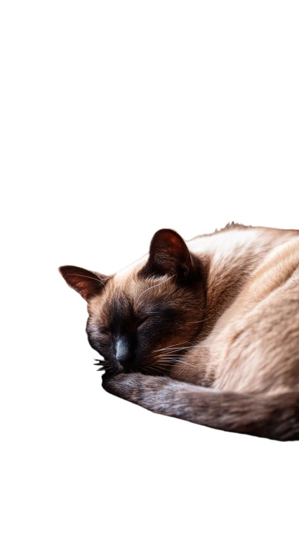 Siamese Cat Nap Vinyl Car Decal Sticker – Waterproof & UV-Resistant 8"