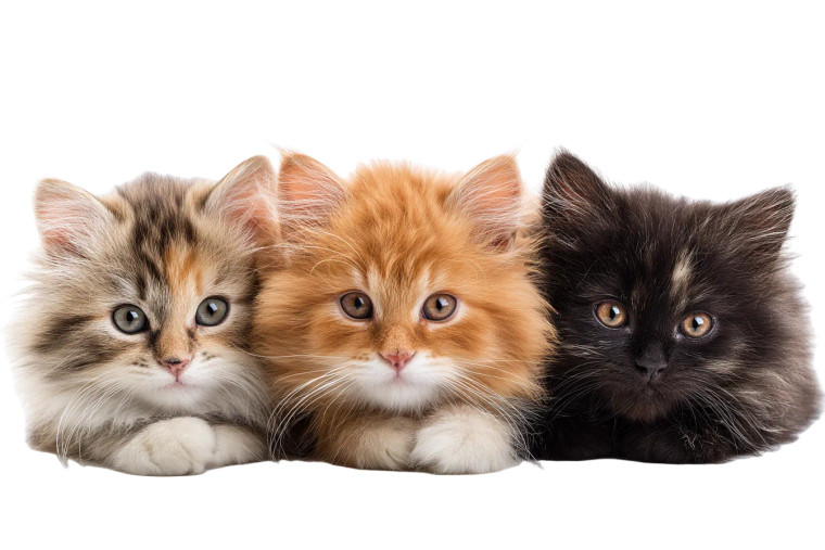 Fluffy Kittens Vinyl Car Decal Sticker – Waterproof & UV-Resistant 8"