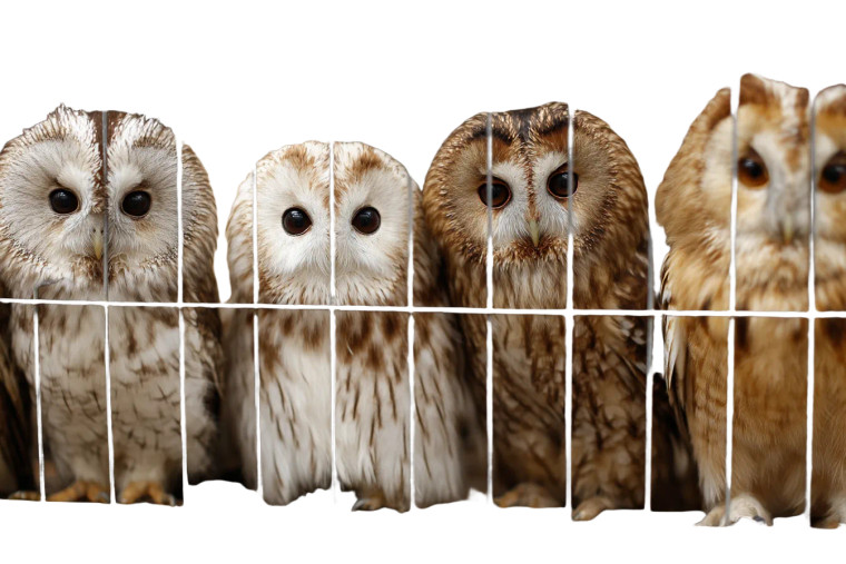 Sad Owls Cafe Vinyl Car Decal Sticker – Waterproof & UV-Resistant 8"