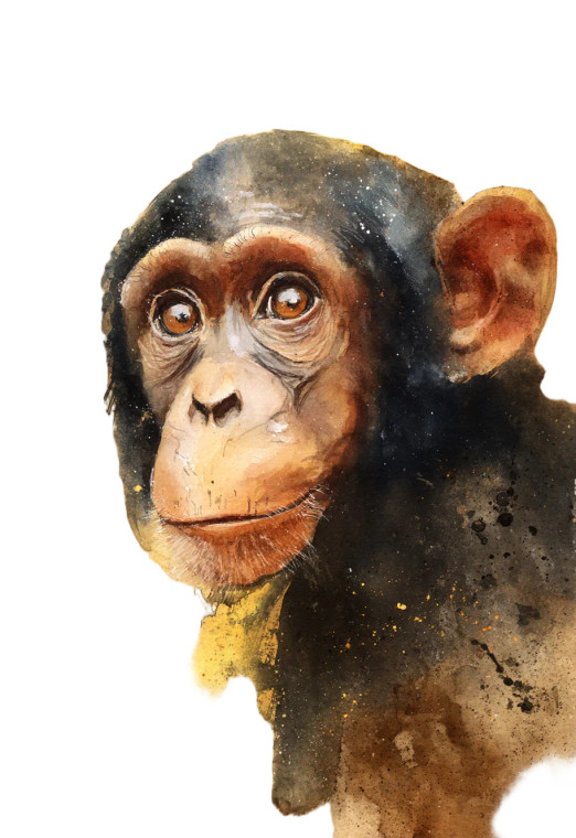 Chimpanzee Watercolor Portrait Vinyl Car Decal Sticker – Waterproof & UV-Resistant 8"