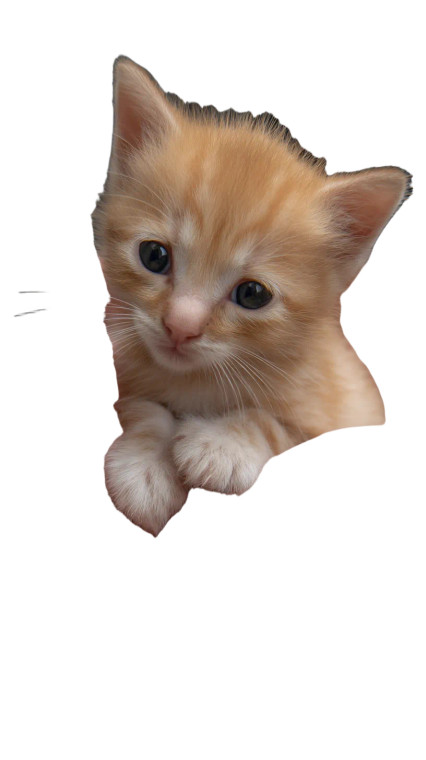 Baby Orange Kitten Vinyl Car Decal Sticker – Waterproof & UV-Resistant 8"