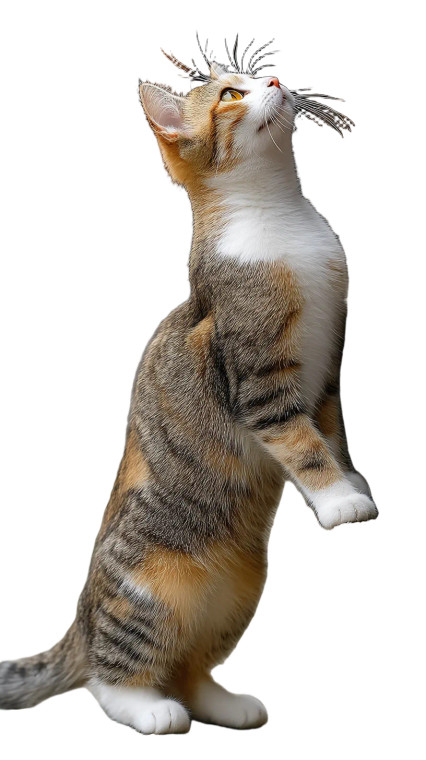 Cute Cat Playing Vinyl Car Decal Sticker – Waterproof & UV-Resistant 8"