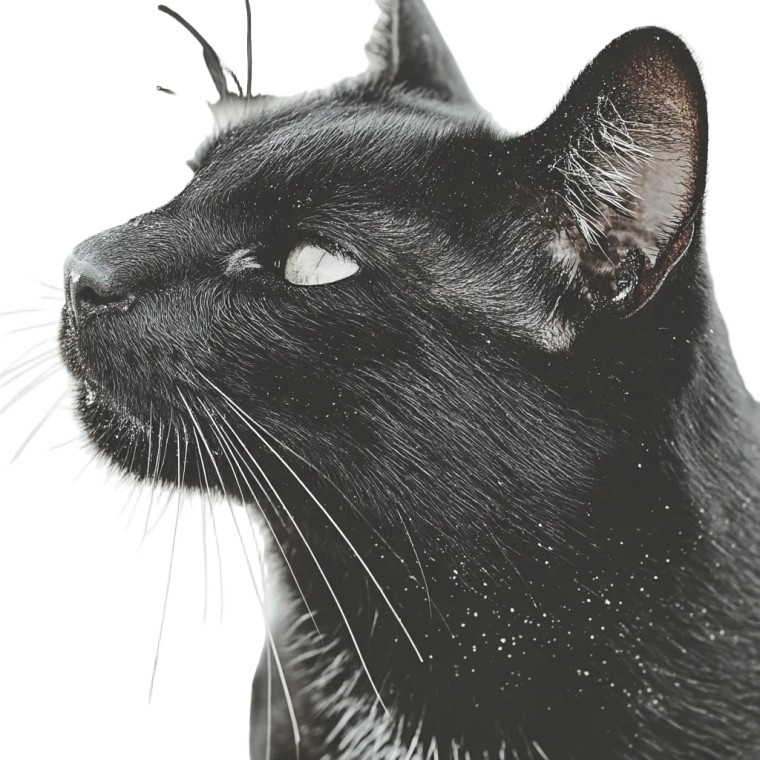 Surfing Cat Resting Vinyl Car Decal Sticker – Waterproof & UV-Resistant 8"