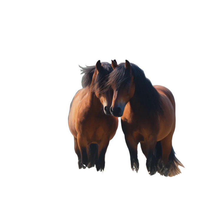 Majestic Horses Together Vinyl Car Decal Sticker – Waterproof & UV-Resistant 8"